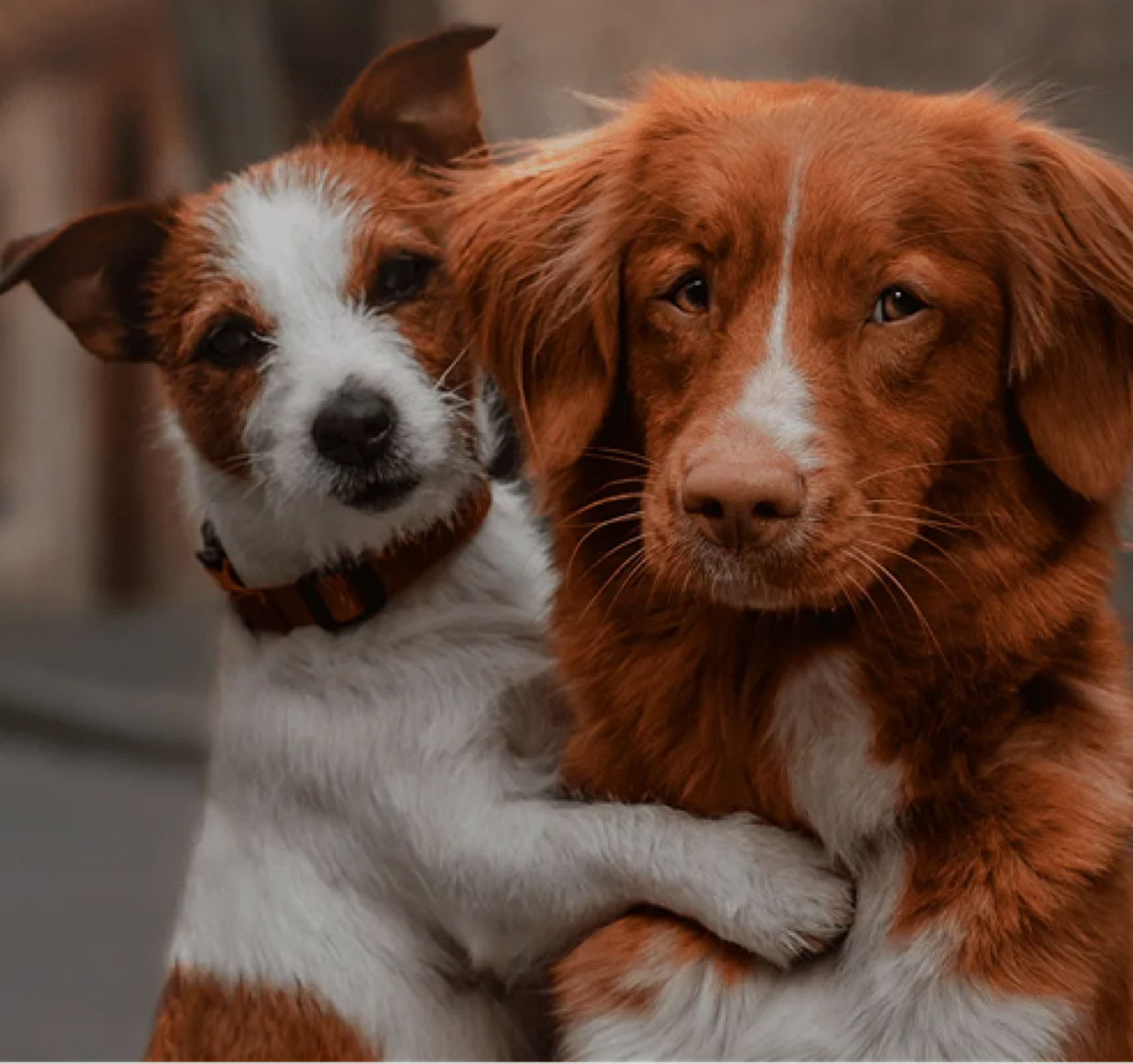Two dogs sharing a hug