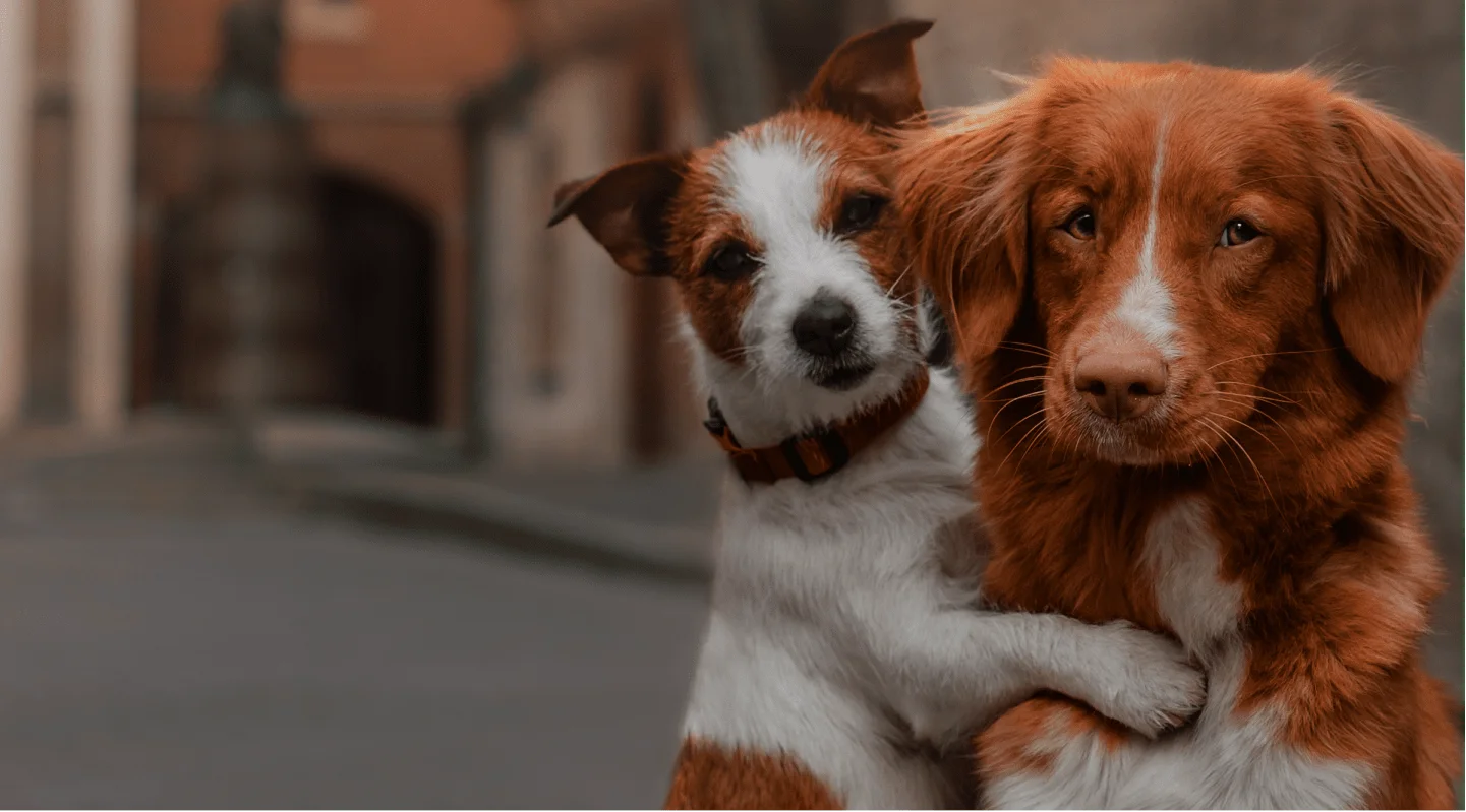 Two dogs sitting close together on a street, one with a paw resting around the other